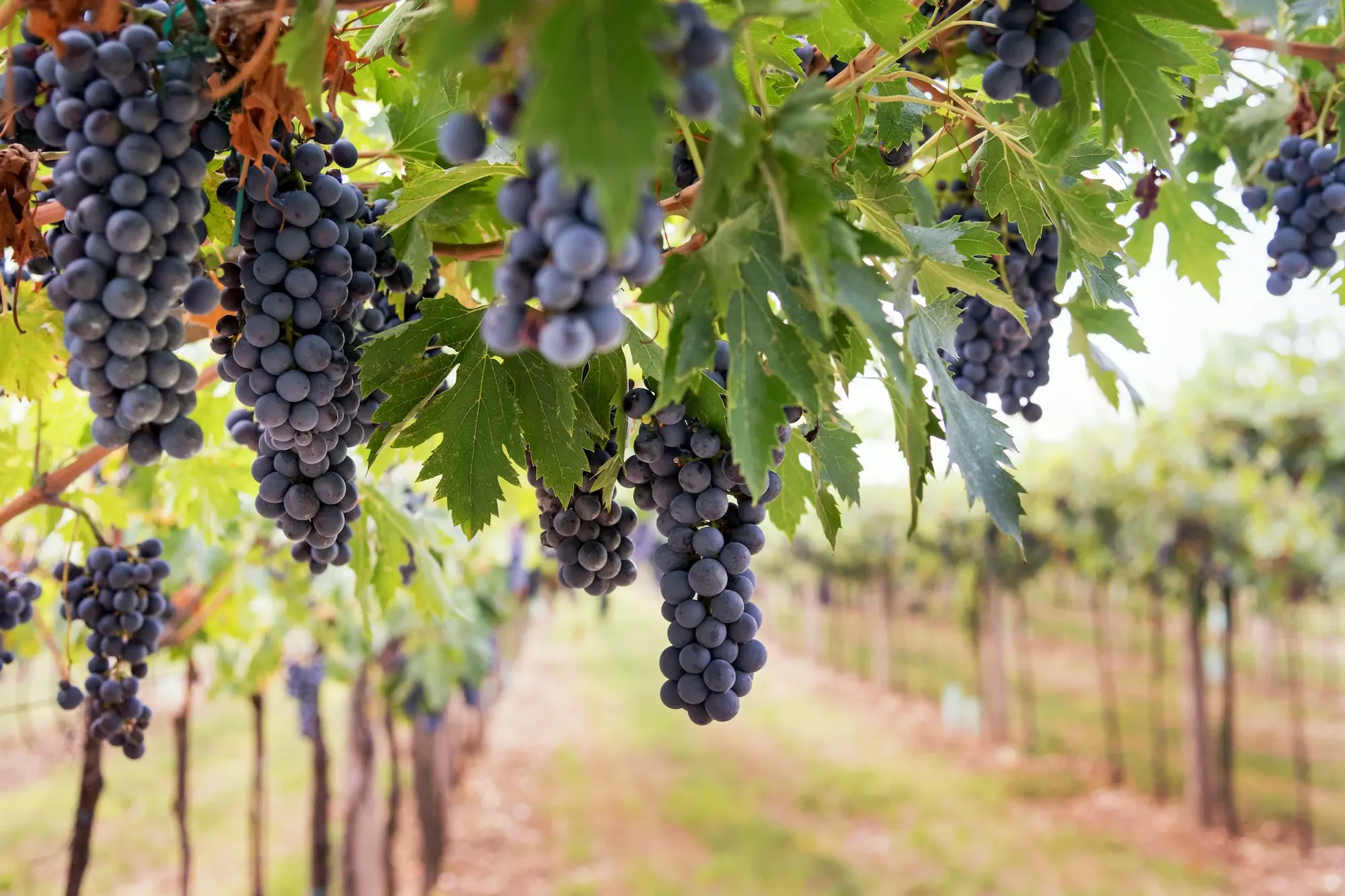 vignes-raisin-rouge